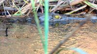Botswana - Shakawe - Bootsfahrt - Croc
