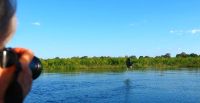 Botswana - Shakawe - Bootsfahrt - Fish Eagle (Schreiseeadler)