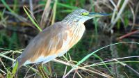Botswana - Shakawe - Bootsfahrt - Grünreiher