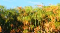 Botswana - Shakawe - Bootsfahrt - Papyrus