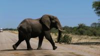 Botswana - Straßensperre