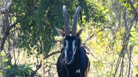 Botswana - Unterwegs nach Nata - Säbelantilope