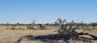 Botswana - auf dem Weg in den Busch