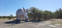 Botswana - mal kein Elefant - Erdferkel aus Zement