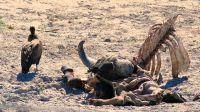 Botswana - nicht weit von unserer Busch Lodge
