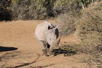 Breitmaulnashorn