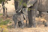 Chobe Nationalpark