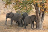 Chobe Nationalpark