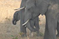 Chobe Nationalpark