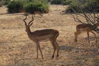 Chobe Nationalpark