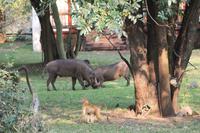 Chobe Safari Lodge