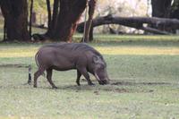 Chobe Safari Lodge