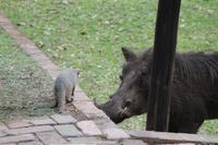 Chobe Safari Lodge