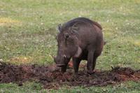 Chobe Safari Lodge
