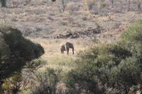 Elefant