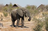Elefant