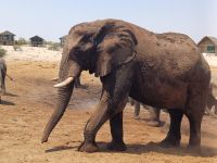 Elephant Sands.jpg