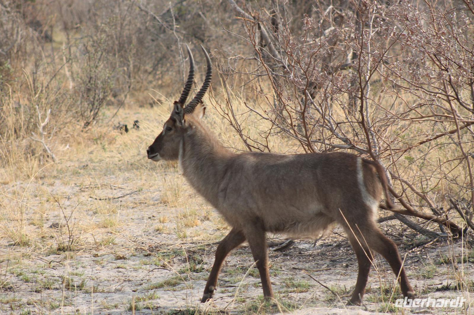 Elipsenwasserbock