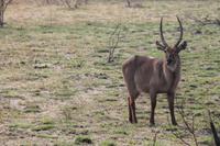 Ellipsenwasserbock