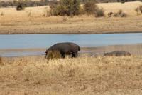 Erste Hippos