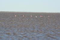 Flamingos
