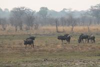 Gnus