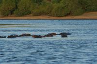 Hippo-Herde