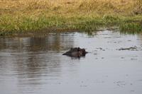 Hippo