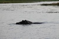 Hippo