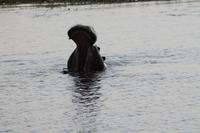 Hippo