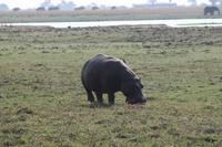 Hippo