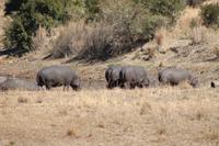 Hippos