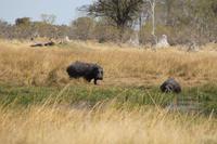 Hippos