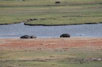 Hippos