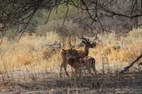 Impalas