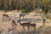 Impalas