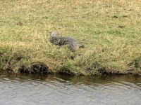 Krokodil am Chobe