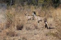Kudus