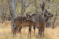 Kudus