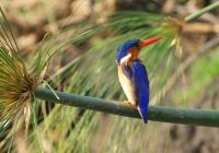 Malachiteisvogel 