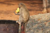 Meerkatze