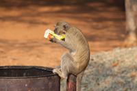 Meerkatze