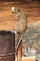 Meerkatze