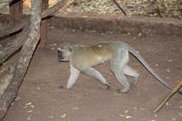 Meerkatze