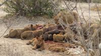 Moremi NP Löwen beim Frühstück.JPG