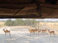 Moremi NP.jpg