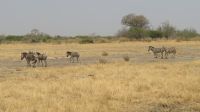 Moremi Reservat.JPG