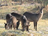 Morgendliche Pirschfahrt am Khwai - Mama Wasserbock mit Kids