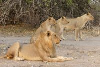 Morgenpirsch im Chobe NP 