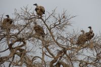 Morgenpirsch im Chobe NP 